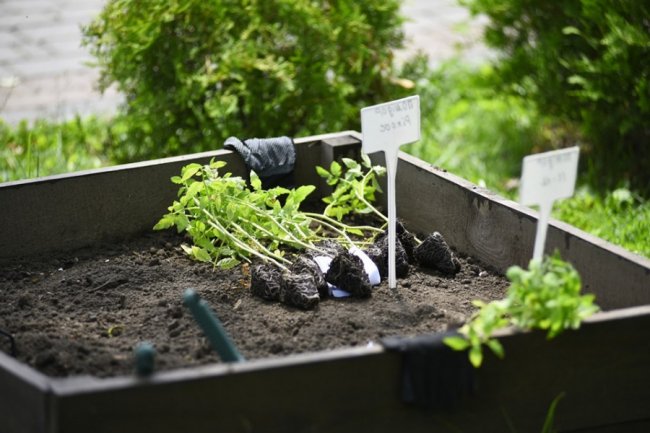 Як у луцькому зоопарку особливі дітки город садили. ФОТО