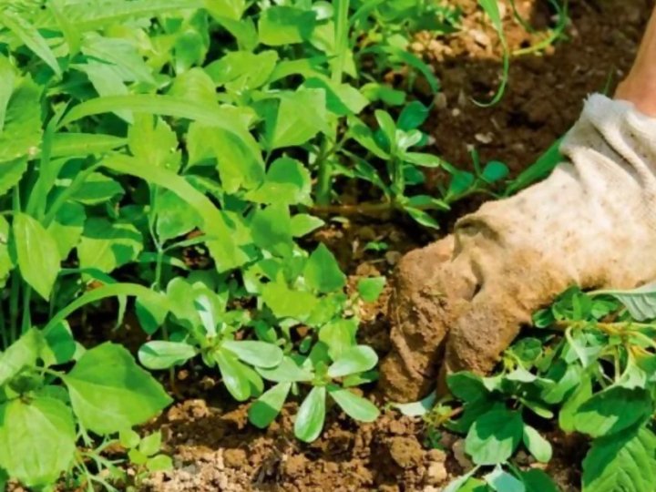 Цей бур’ян душить усе навколо: як позбутися берізки, поки вона не знищила ваш сад і город