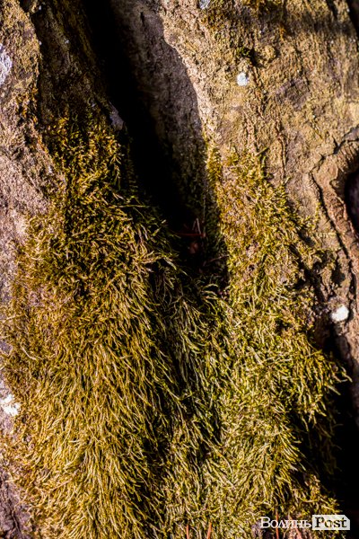 Перший день весни у «волинській Швейцарії». ФОТОРЕПОРТАЖ