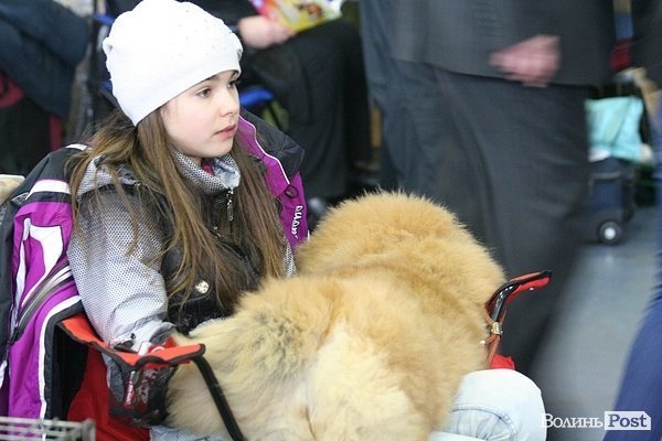 У Луцьку – виставка собак. ФОТО