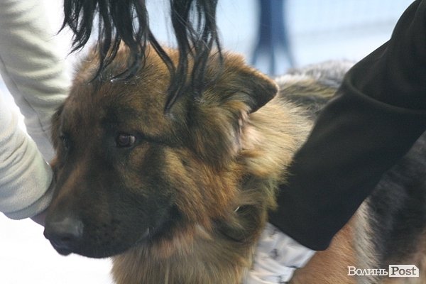 У Луцьку – виставка собак. ФОТО