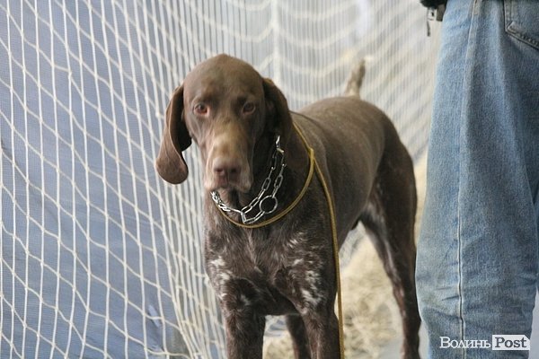 У Луцьку – виставка собак. ФОТО