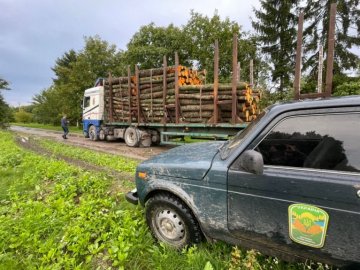 У лісництві на Волині виявили масштабну незаконну порубку дерев