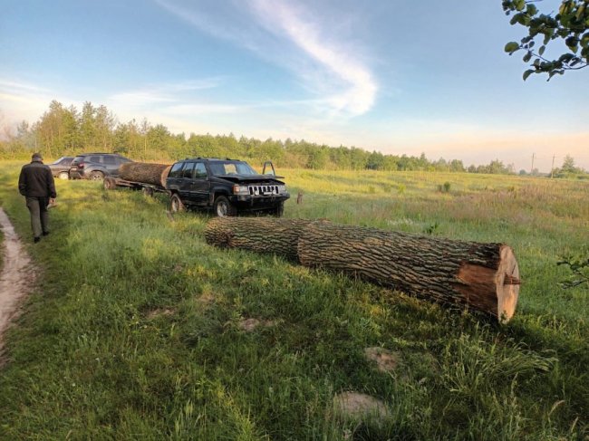 Волинянин незаконно зрубав дуби на території лісового заказника. ФОТО