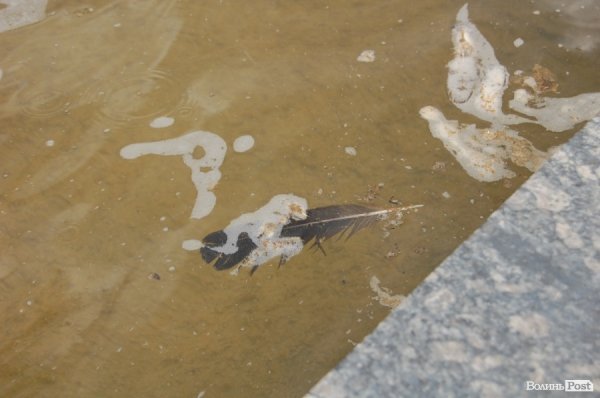 У «Луцькводоканалі» кажуть, що чистять фонтани, «на скільки це реально». ФОТО