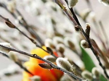 Як у храмах ПЦУ на Волині святитимуть вербу