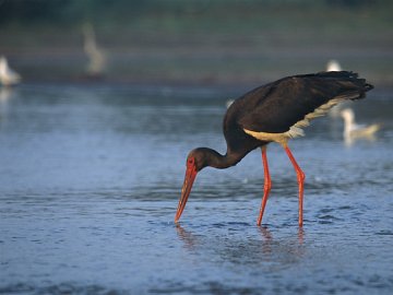 У Луцькому зоопарку рятують рідкісного птаха. ВІДЕО