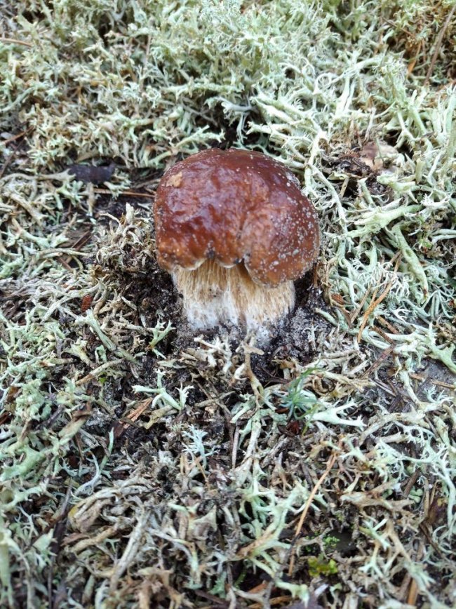 Волинські грибники у соцмережах хизуються чималим «уловом». ФОТО