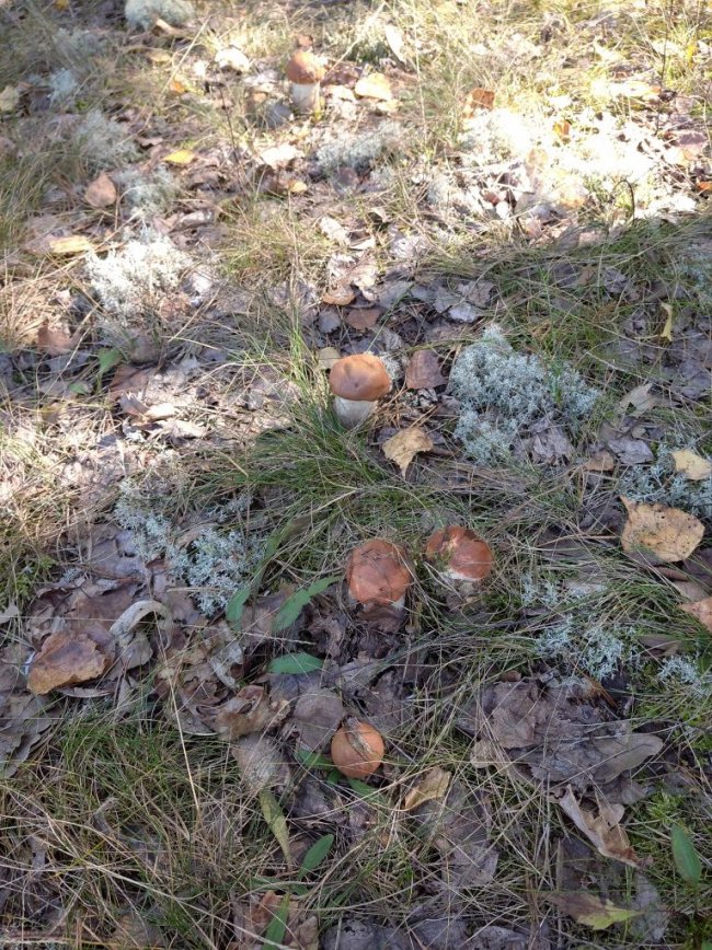 Волинські грибники у соцмережах хизуються чималим «уловом». ФОТО