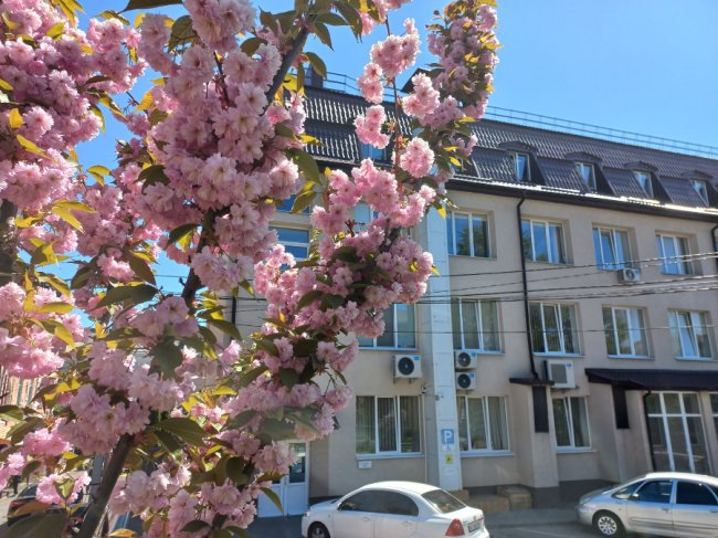 Де у Луцьку сфотографуватися у сакурах. ЛОКАЦІЇ