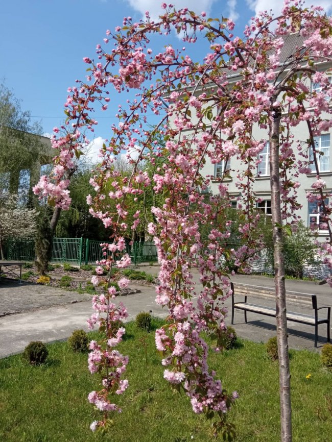 Де у Луцьку сфотографуватися у сакурах. ЛОКАЦІЇ