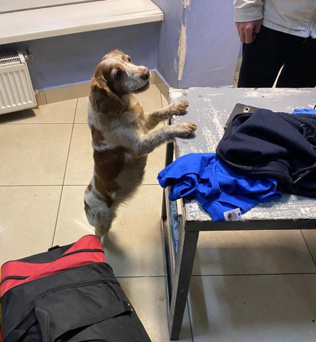 На «Ягодині» у пасажира автобуса, який їхав на заробітки до Польщі, знайшли галюциногенні гриби. ФОТО