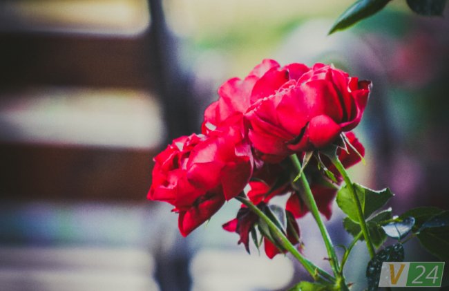 Рожеві, білі і червоні: у центрі Луцька зацвів трояндовий сад