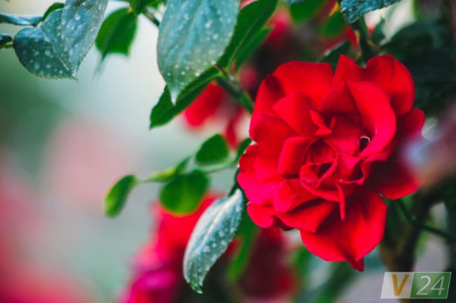 Рожеві, білі і червоні: у центрі Луцька зацвів трояндовий сад