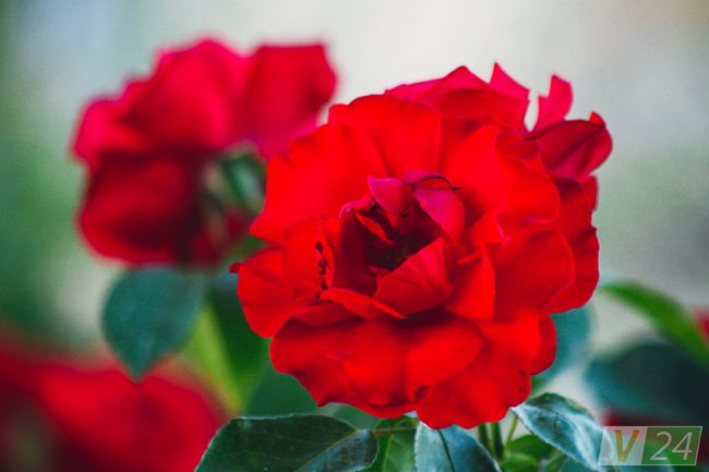 Рожеві, білі і червоні: у центрі Луцька зацвів трояндовий сад