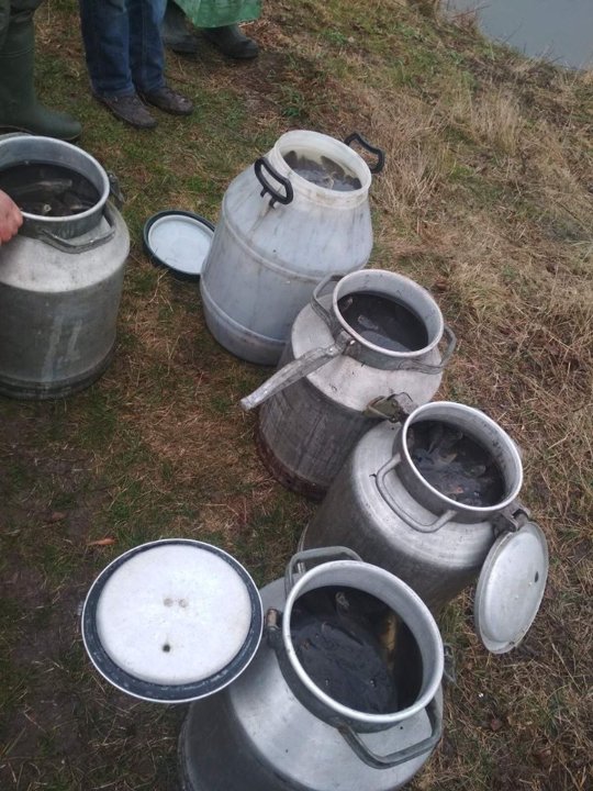 У водойми Волині випустили понад 2 тонни риби. ФОТО