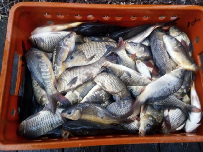 У водойми Волині випустили понад 2 тонни риби. ФОТО