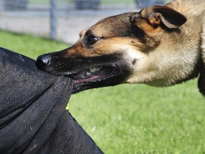 Покусав своїх господарів: у селі на Волині виявили скаженого собаку