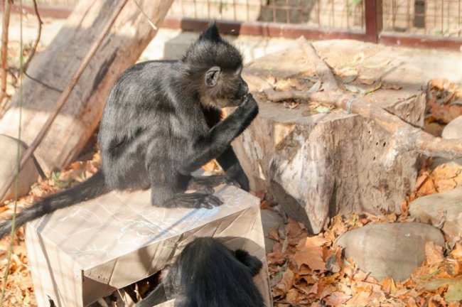 У Луцькому зоопарку відгуляли свято гарбуза: як це було. ФОТО