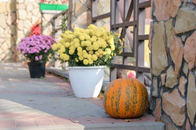 У Луцькому зоопарку відгуляли свято гарбуза: як це було. ФОТО