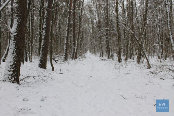 Зима у волинському лісі: тиша, краса та турбота про тварин