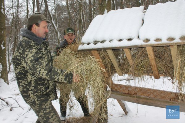 Зима у волинському лісі: тиша, краса та турбота про тварин