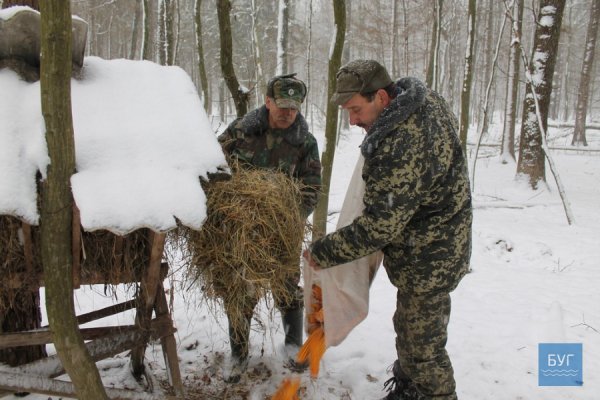 Зима у волинському лісі: тиша, краса та турбота про тварин