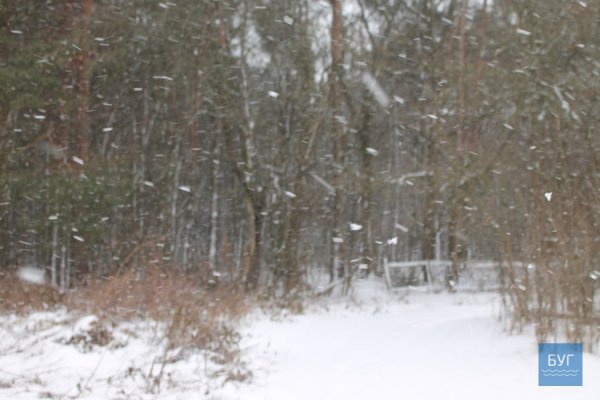 Зима у волинському лісі: тиша, краса та турбота про тварин