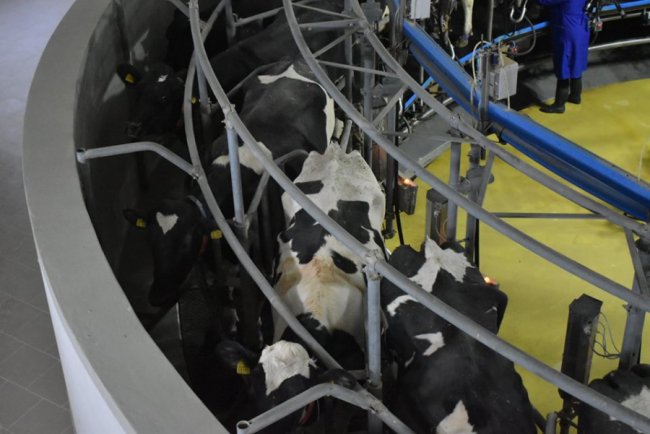 У селі на Волині збудували молочний комплекс за європейськими технологіями. ФОТО