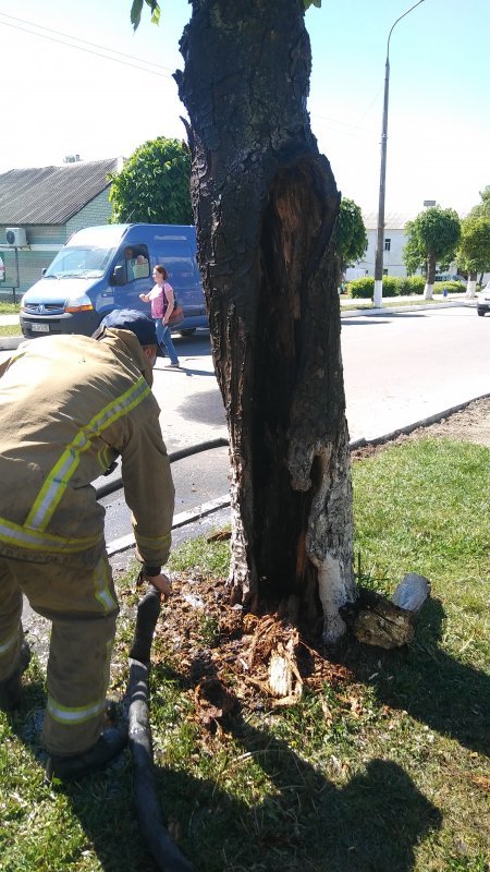 Через недопалок спалахнуло дерево в центрі волинського містечка