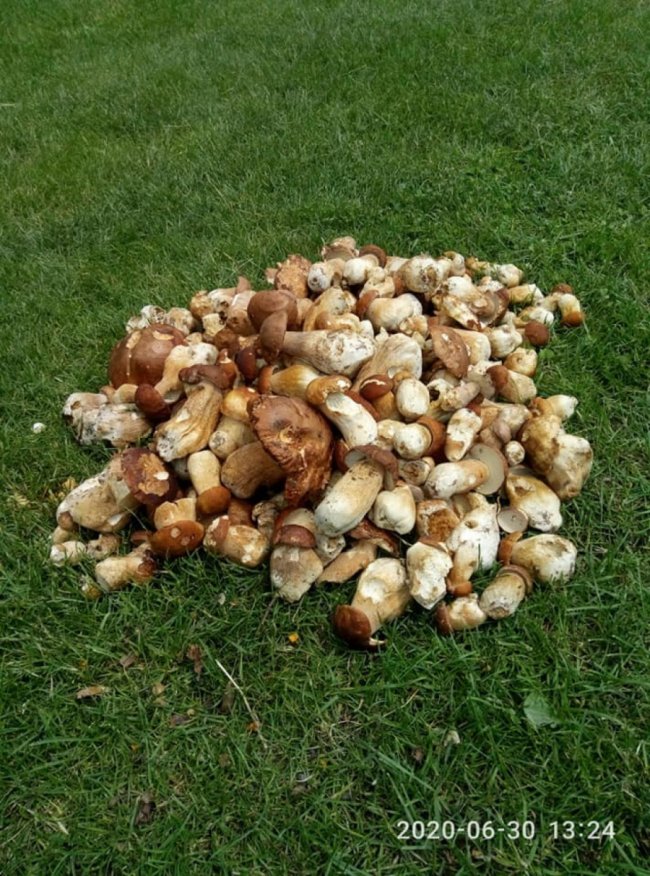 Волинянка похизувалася чималим грибним «уловом». ФОТО