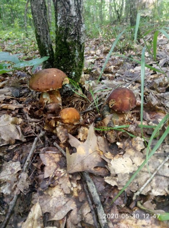 Волинянка похизувалася чималим грибним «уловом». ФОТО