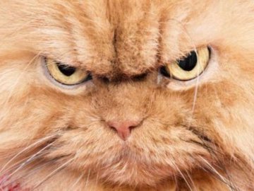 У сервісних центрах МВС на Волині тимчасово не перереєстровують автівки