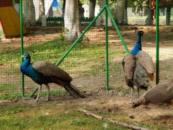 У луцькому зоопарку побільшало пернатих. ФОТО
