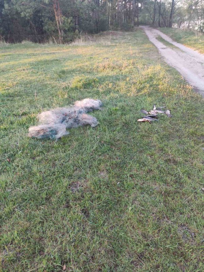 На Волині рибні браконьєри завдали шкоди на понад 40 тисяч гривень