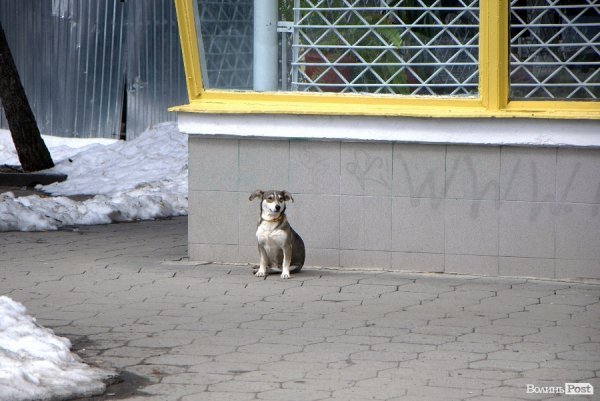 Весна у Луцьку. ФОТО