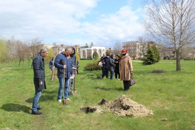 У Ковелі висадили рідкісні павловнії. ФОТО