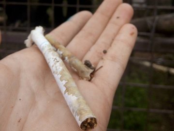 До клітки з мавпами у Луцькому зоопарку кидають сигарети