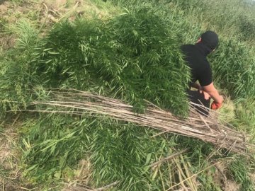 Під Луцьком спалили плантацію коноплі. ФОТО