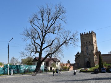 Розповіли, як рятуватимуть Лесин ясен