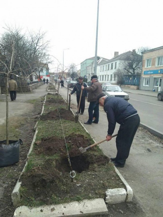 У місті на Волині висадили алею сакур. ФОТО
