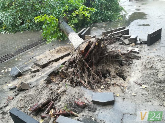У центрі Луцька завалилося дерево. ФОТО
