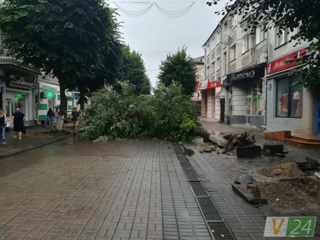 У центрі Луцька завалилося дерево. ФОТО