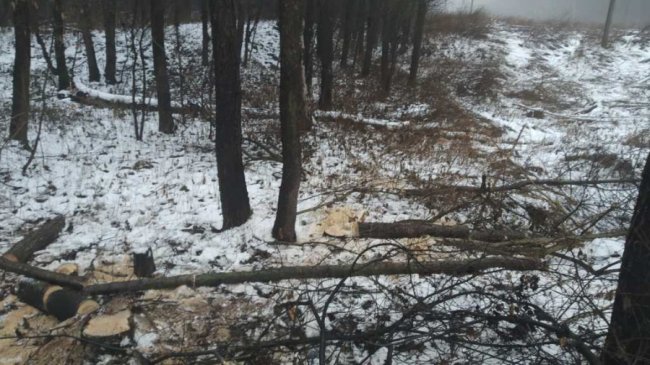 Волиняни незаконно нарубали лісу на понад 40 тисяч гривень