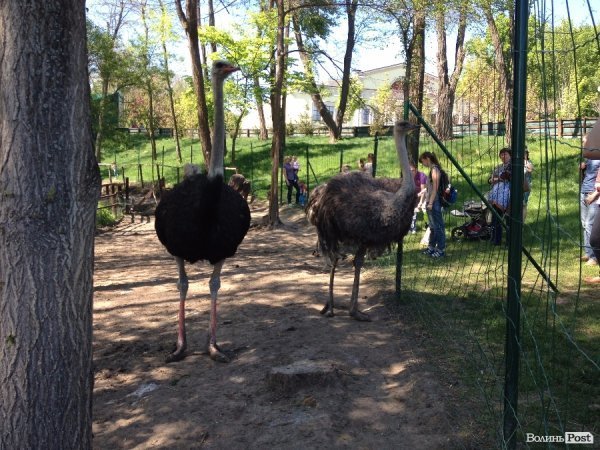 На вихідні -  у «Межигір'я». ФОТО 