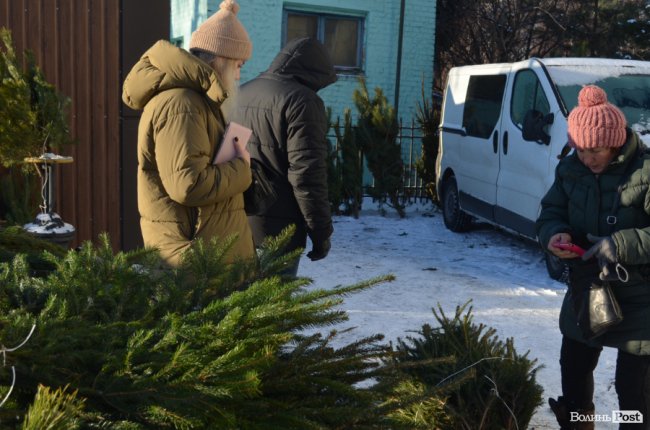 У скільки лучанам обійдуться ялинки та сосни. ФОТО