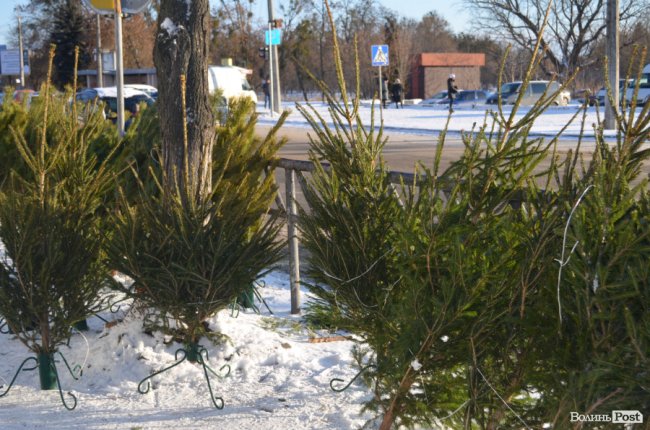 У скільки лучанам обійдуться ялинки та сосни. ФОТО