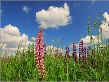 Синоптики розповіли, чи буде тепло цього тижня у західних областях України