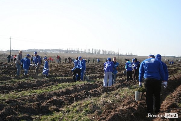 Луцьке сміттєзвалище посадовці обсаджують лісом. ФОТО. ВІДЕО
