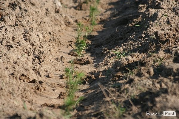Луцьке сміттєзвалище посадовці обсаджують лісом. ФОТО. ВІДЕО